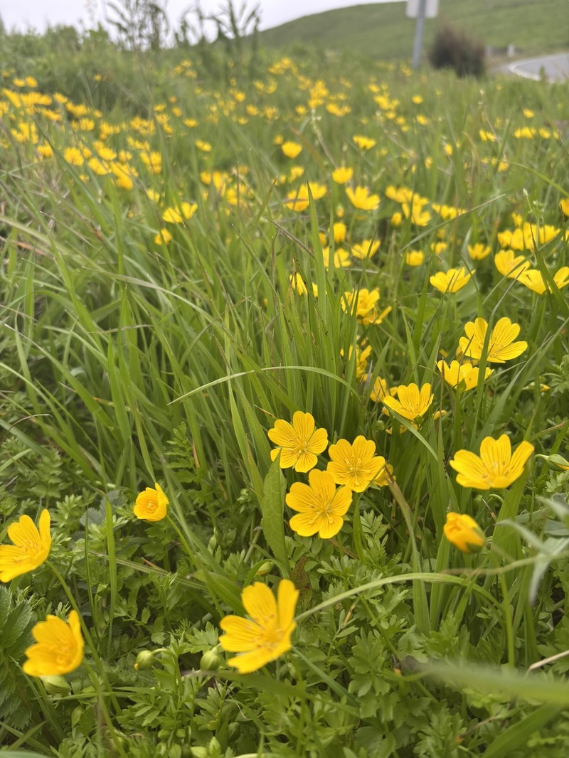 Limnanthes douglasii subsp. sulphurea