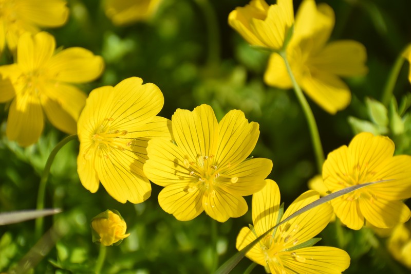 Limnanthes douglasii subsp. sulphurea photo 2
