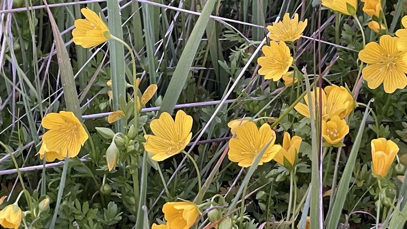 Limnanthes douglasii subsp. sulphurea photo 3