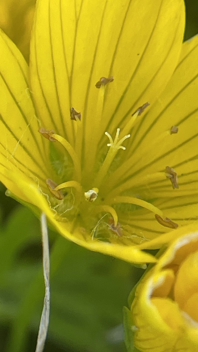 Limnanthes douglasii subsp. sulphurea photo 4