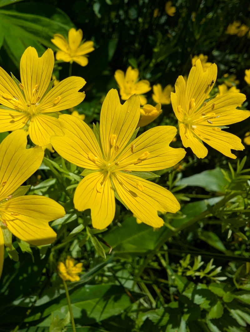 Limnanthes douglasii subsp. sulphurea photo 5