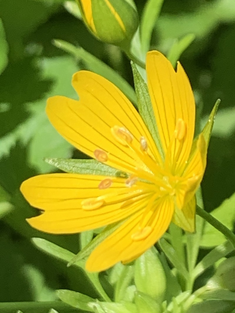 Limnanthes douglasii subsp. sulphurea photo 6