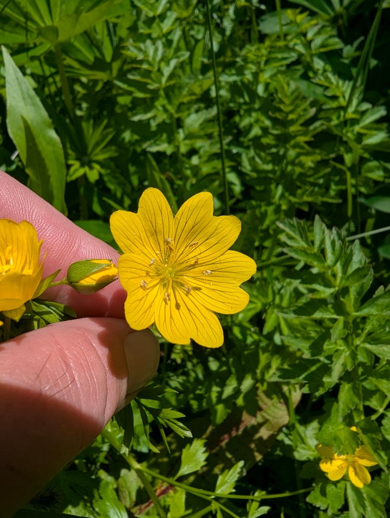 Limnanthes douglasii subsp. sulphurea photo 7