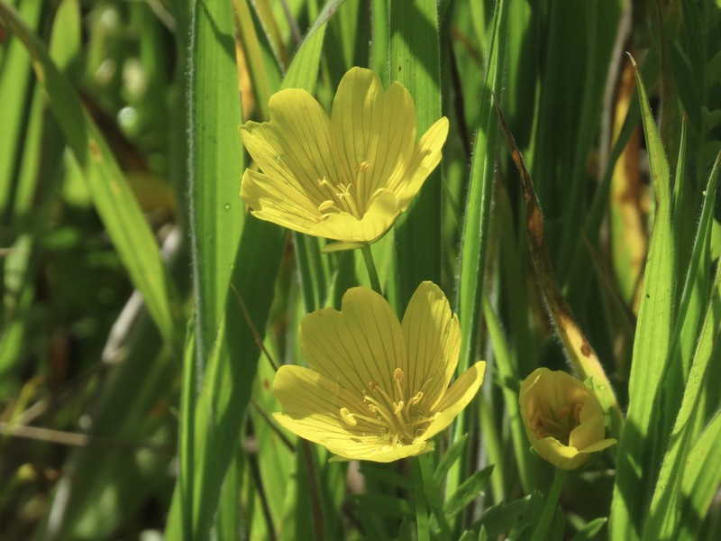 Limnanthes douglasii subsp. sulphurea photo 8