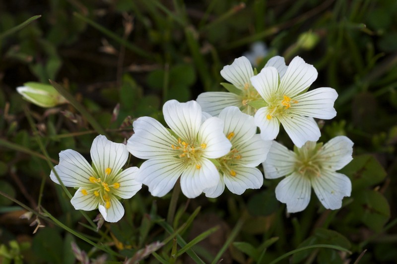 Woolly Meadowfoam