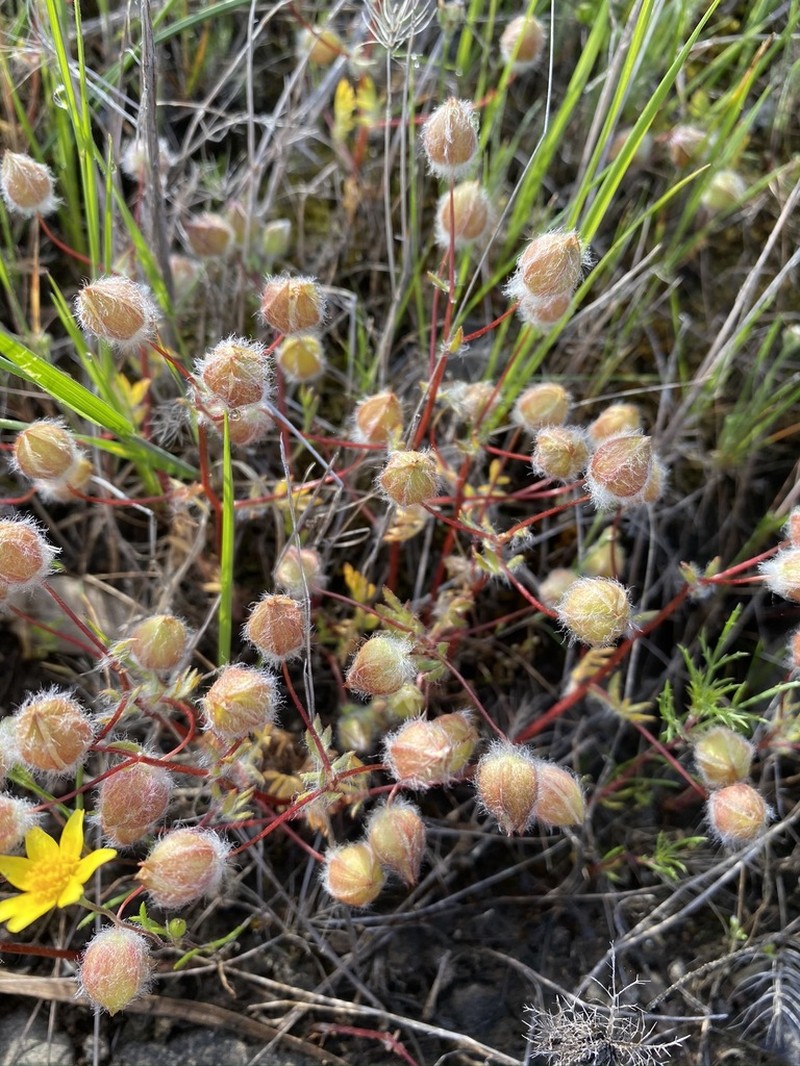 Woolly Meadowfoam photo 2