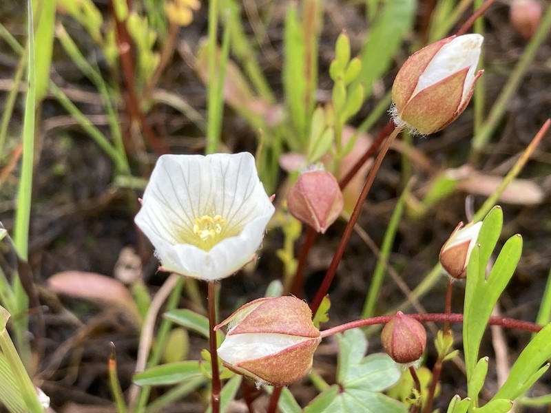 Woolly Meadowfoam photo 4