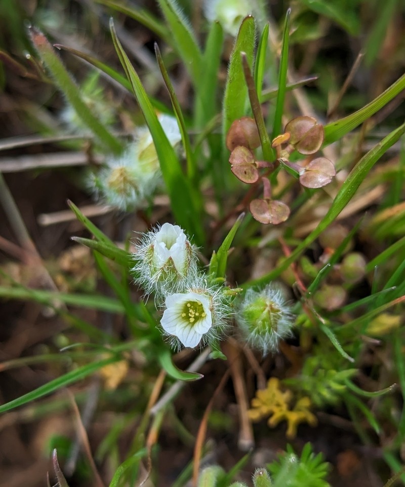 Woolly Meadowfoam photo 5