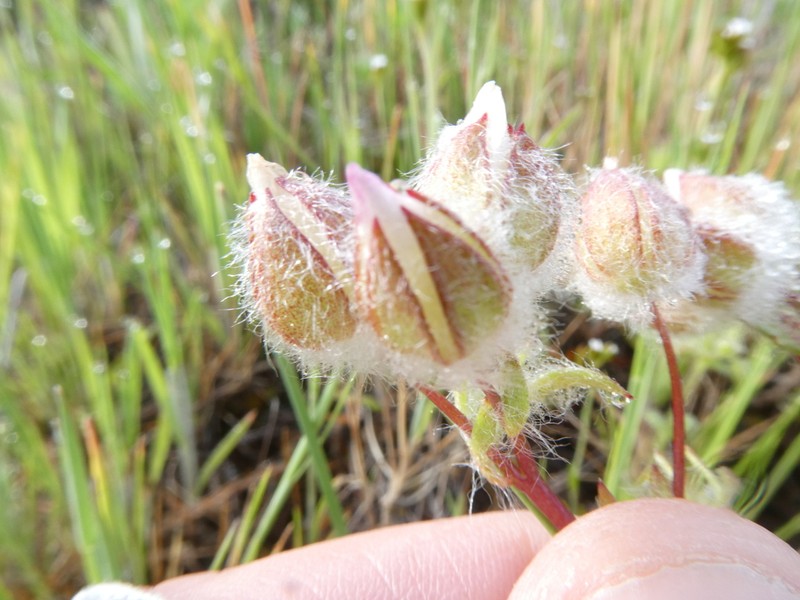 Woolly Meadowfoam photo 6