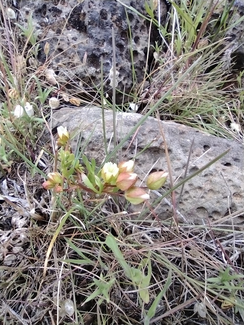 Limnanthes floccosa subsp. bellingeriana