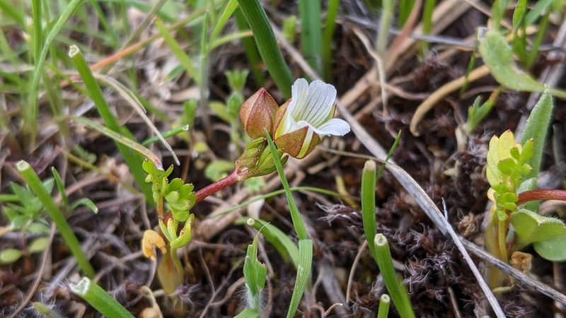 Limnanthes floccosa subsp. bellingeriana photo 2