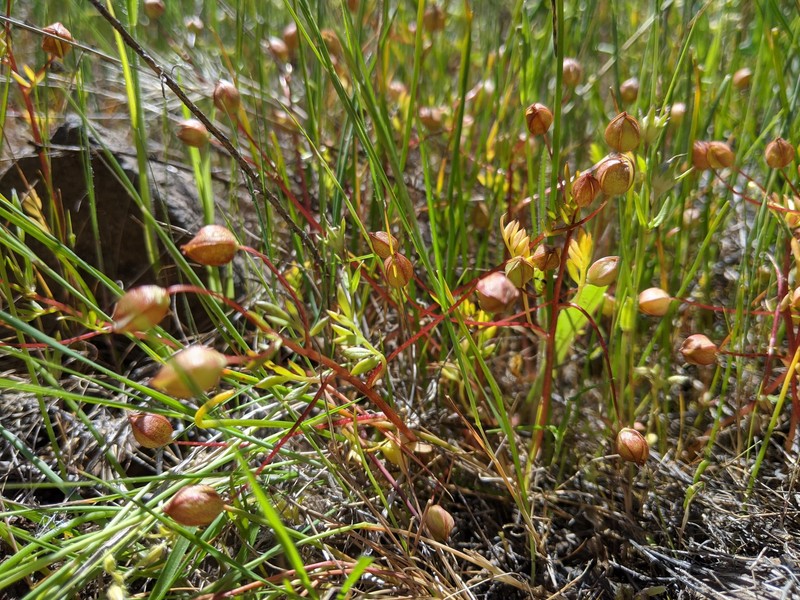 Limnanthes floccosa subsp. bellingeriana photo 3