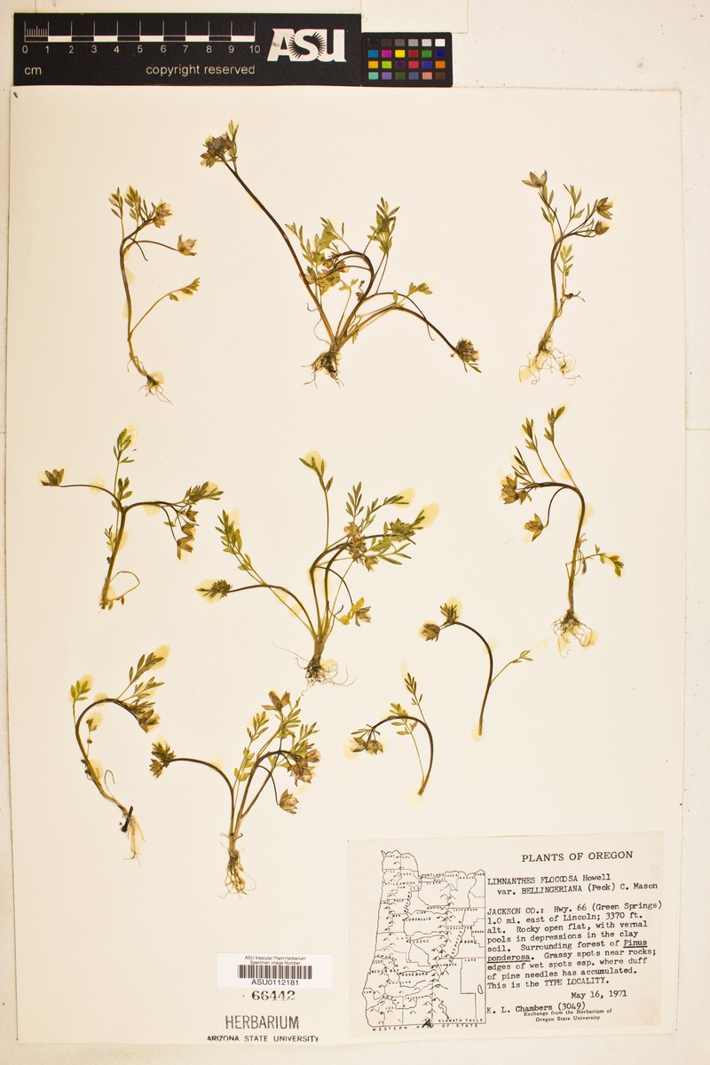 Limnanthes floccosa subsp. bellingeriana photo 4