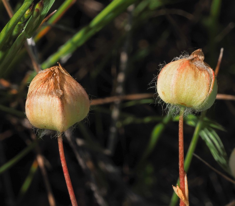 Limnanthes floccosa subsp. californica