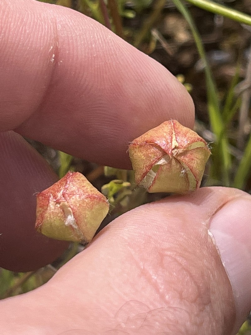 Limnanthes floccosa subsp. californica photo 3