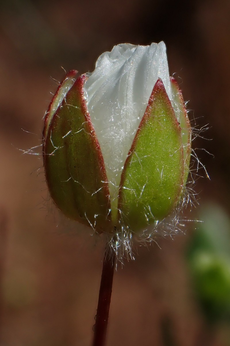 Limnanthes floccosa subsp. californica photo 5