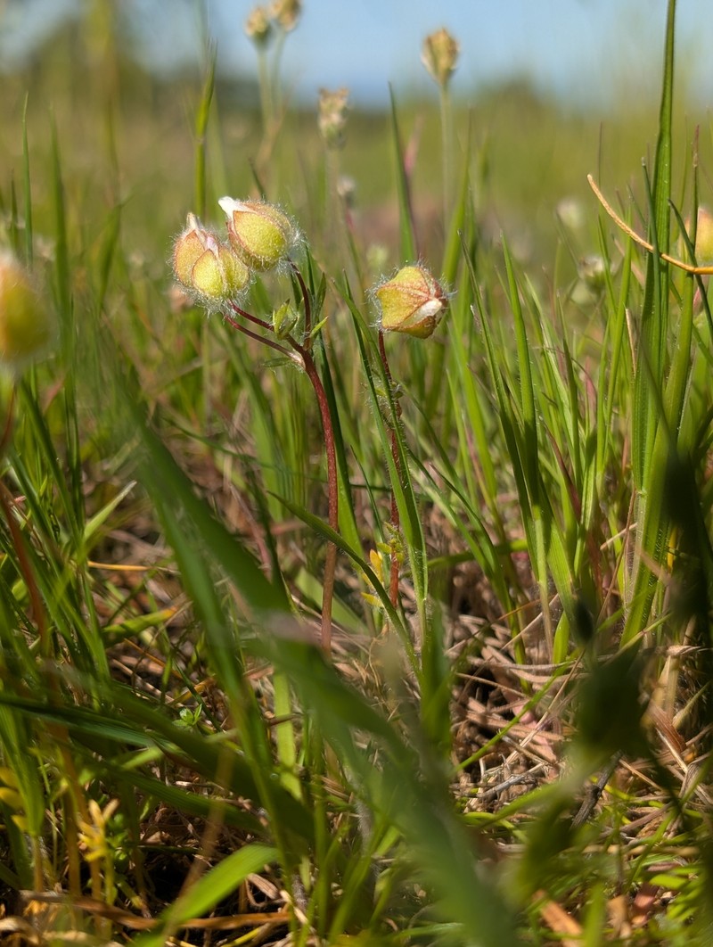 Limnanthes floccosa subsp. floccosa
