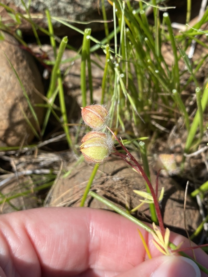 Limnanthes floccosa subsp. floccosa photo 4