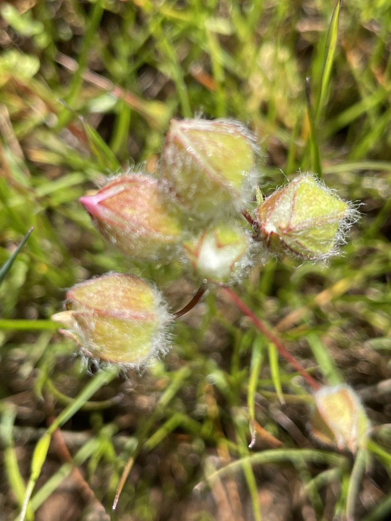 Limnanthes floccosa subsp. floccosa photo 5