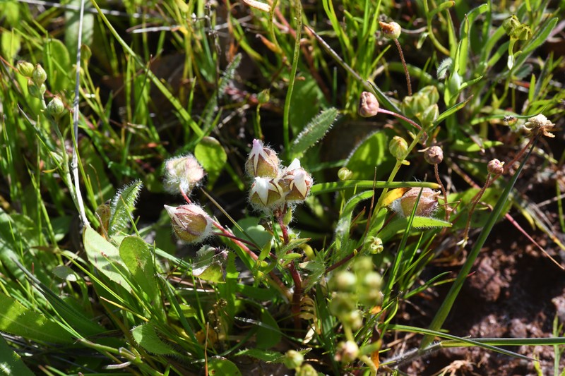 Limnanthes floccosa subsp. floccosa photo 8