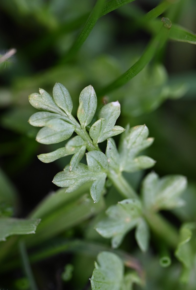 Macoun's Meadowfoam photo 2