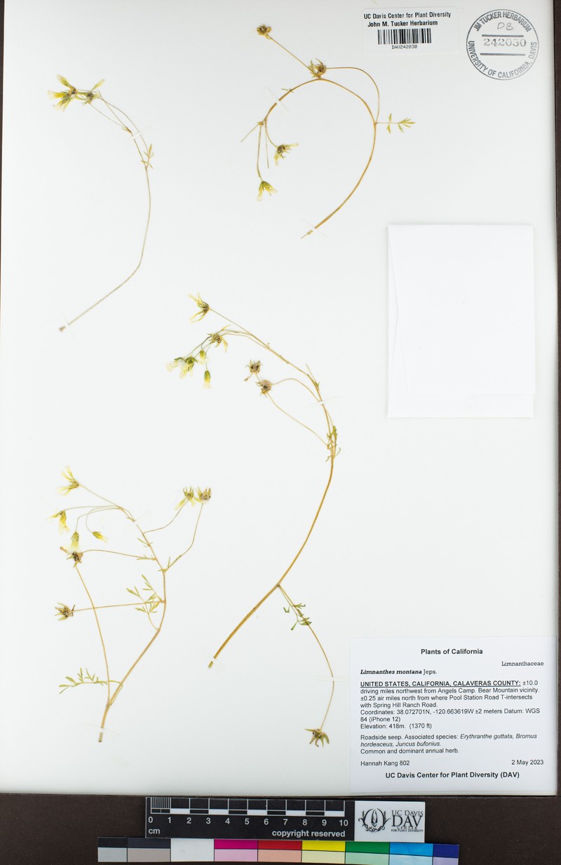 Mountain Meadowfoam