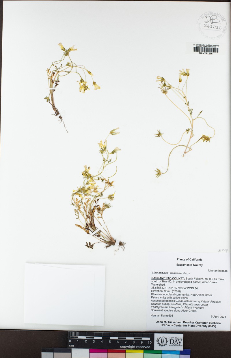 Mountain Meadowfoam photo 2