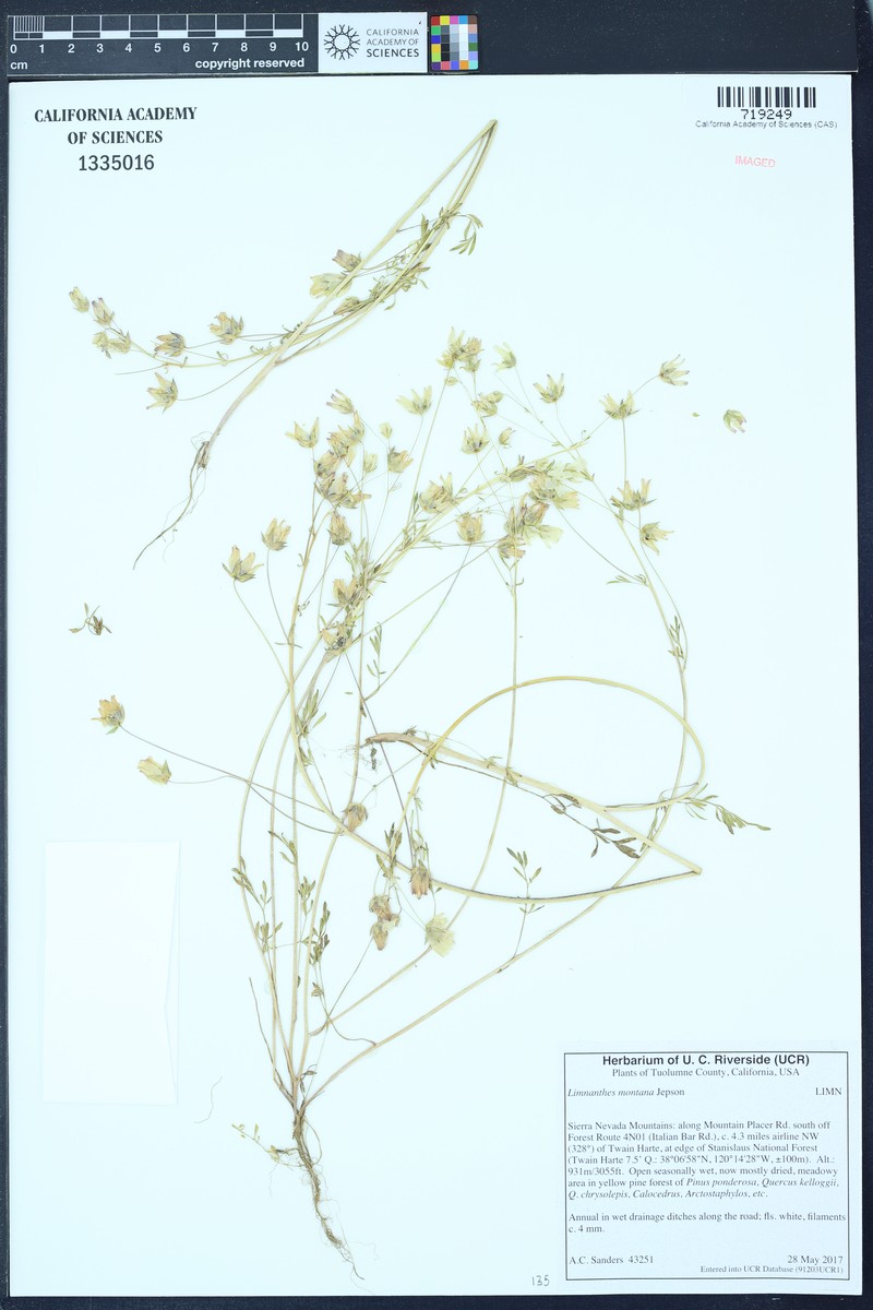 Mountain Meadowfoam photo 7