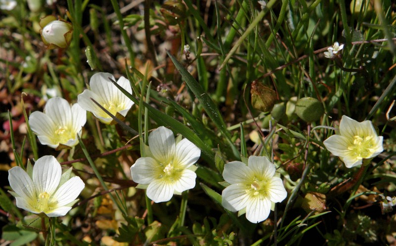 Woolly Meadowfoam photo 2