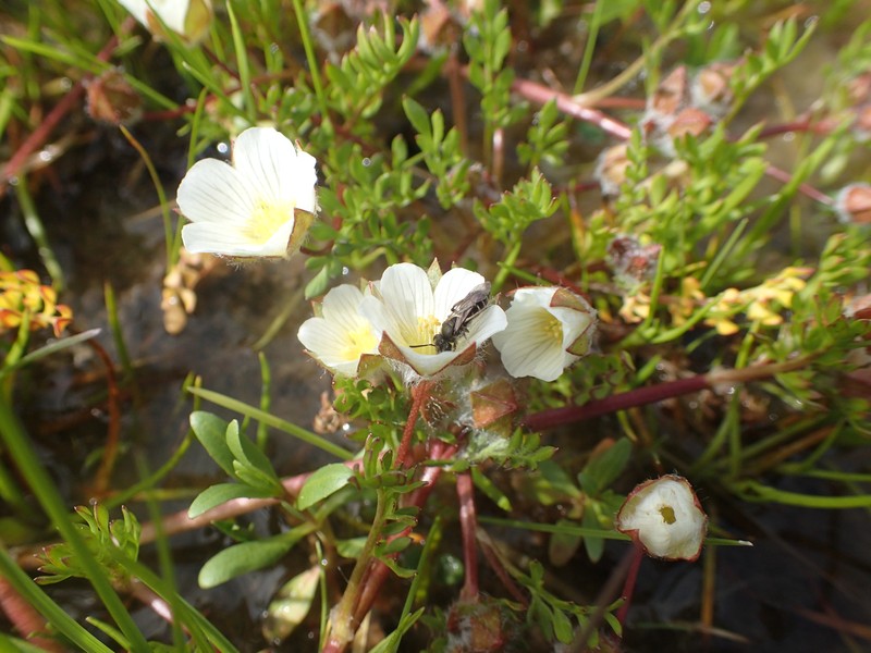 Woolly Meadowfoam photo 3