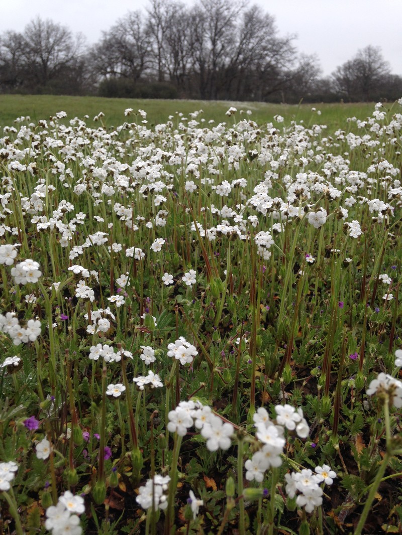 Woolly Meadowfoam
