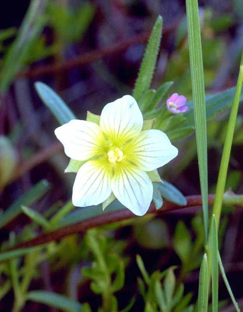 Woolly Meadowfoam photo 4