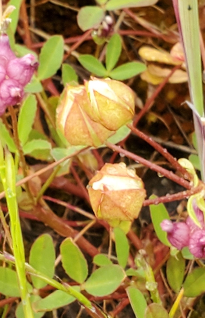 Woolly Meadowfoam
