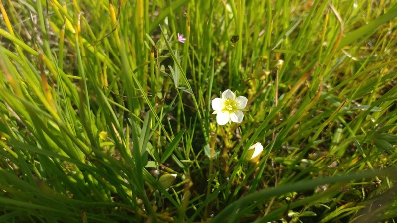 Woolly Meadowfoam photo 2