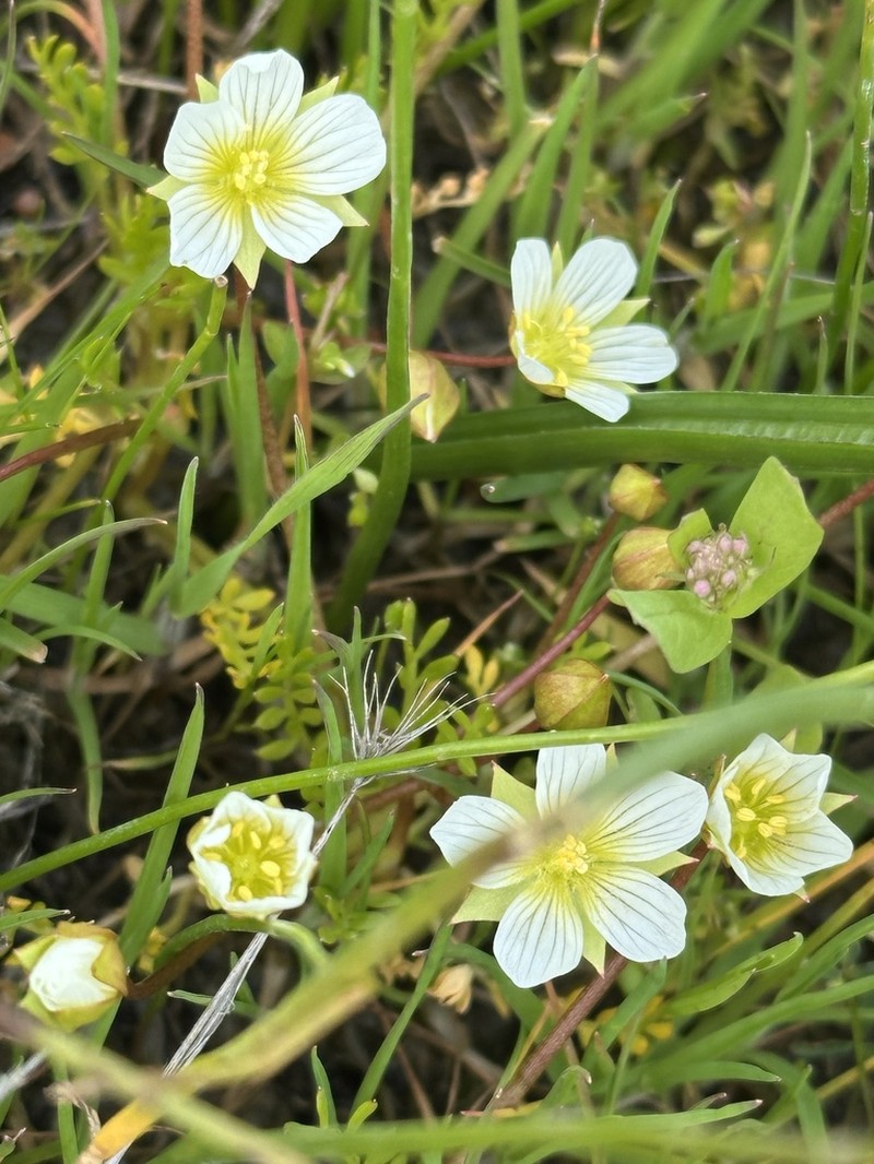 Woolly Meadowfoam photo 3