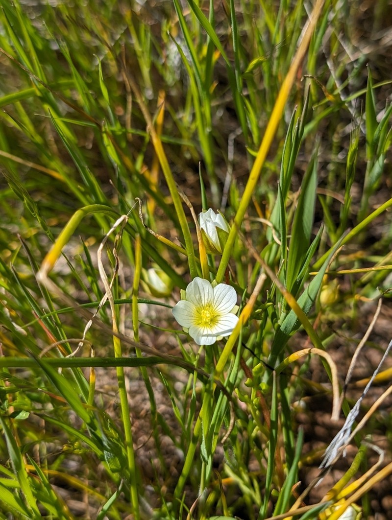 Woolly Meadowfoam photo 4