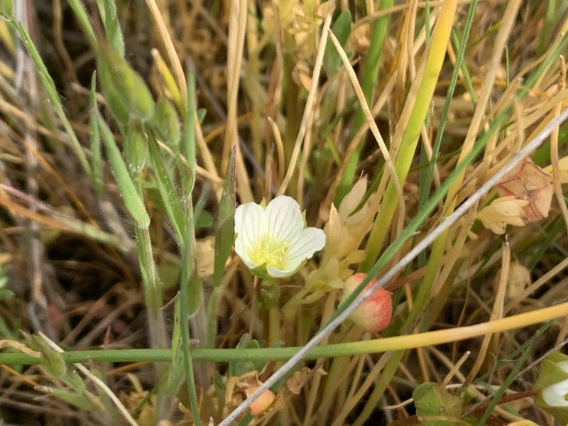 Woolly Meadowfoam photo 5