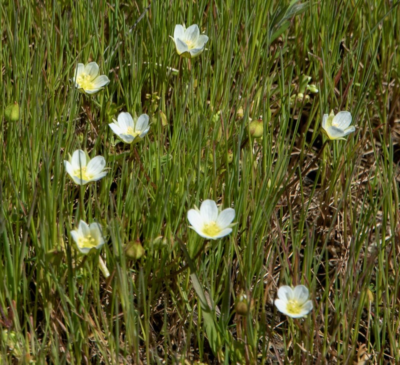 Woolly Meadowfoam photo 6