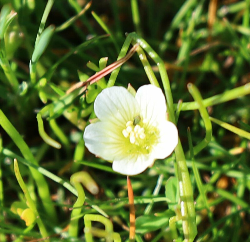 Woolly Meadowfoam photo 7