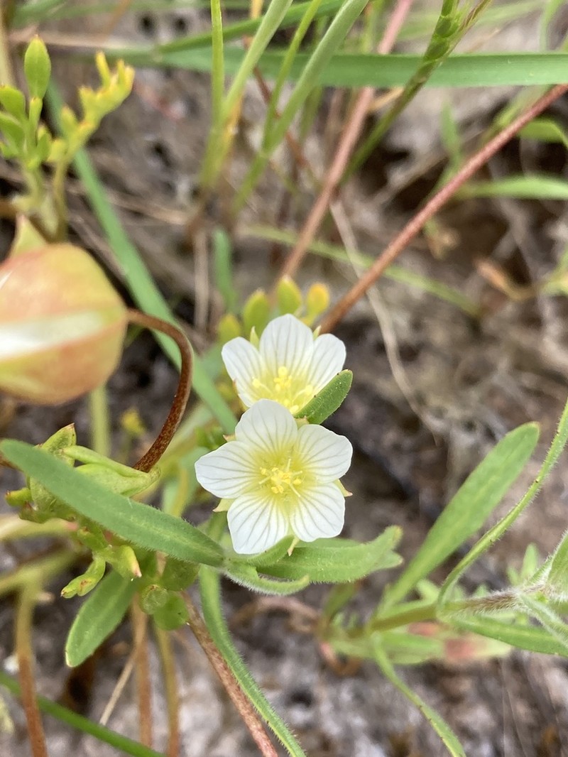 Woolly Meadowfoam photo 8
