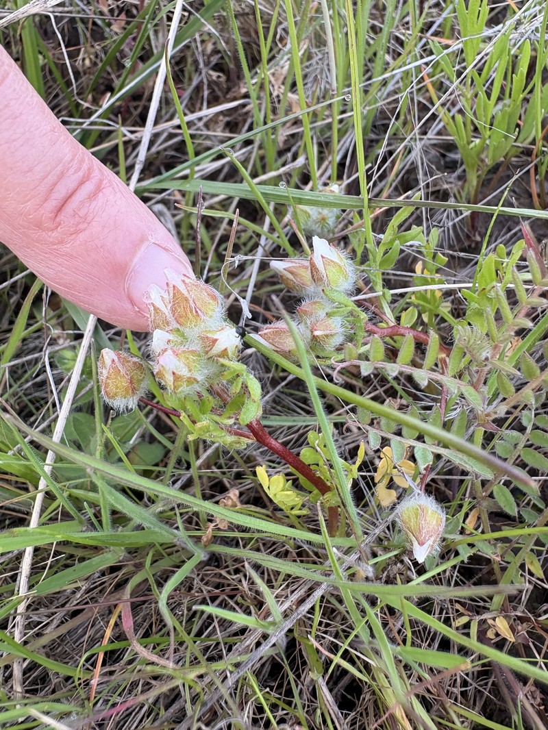 Limnanthes pumila subsp. grandiflora