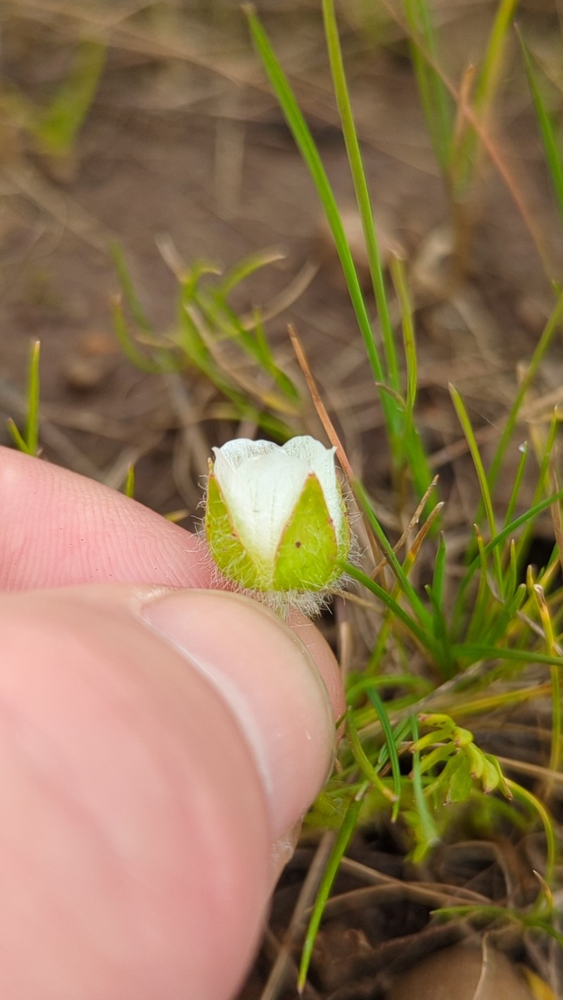 Limnanthes pumila subsp. grandiflora photo 2