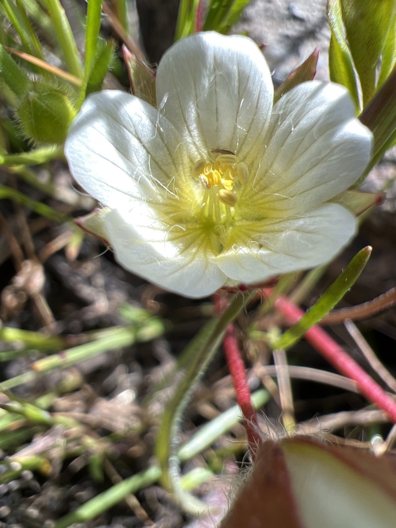 Limnanthes pumila subsp. grandiflora photo 3