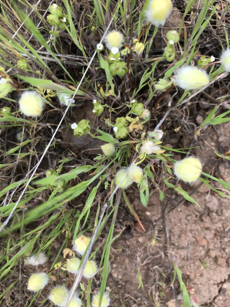 Limnanthes pumila subsp. grandiflora photo 4