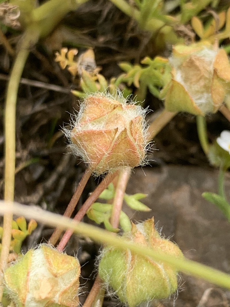 Limnanthes pumila subsp. grandiflora photo 5