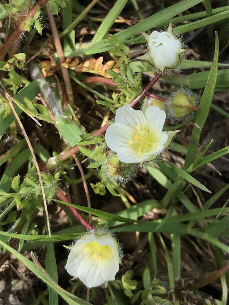 Limnanthes pumila subsp. grandiflora photo 6