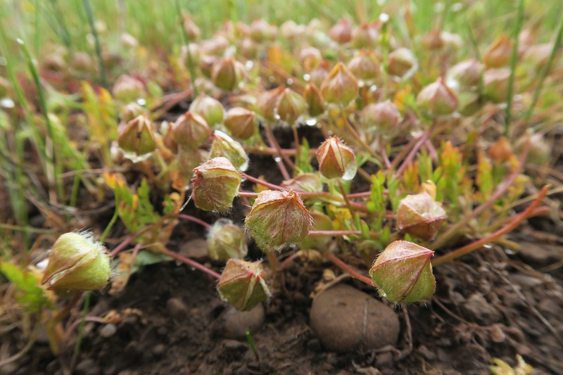 Limnanthes pumila subsp. grandiflora photo 7