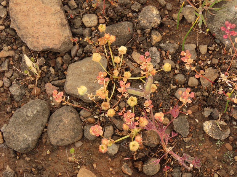Limnanthes pumila subsp. grandiflora photo 8