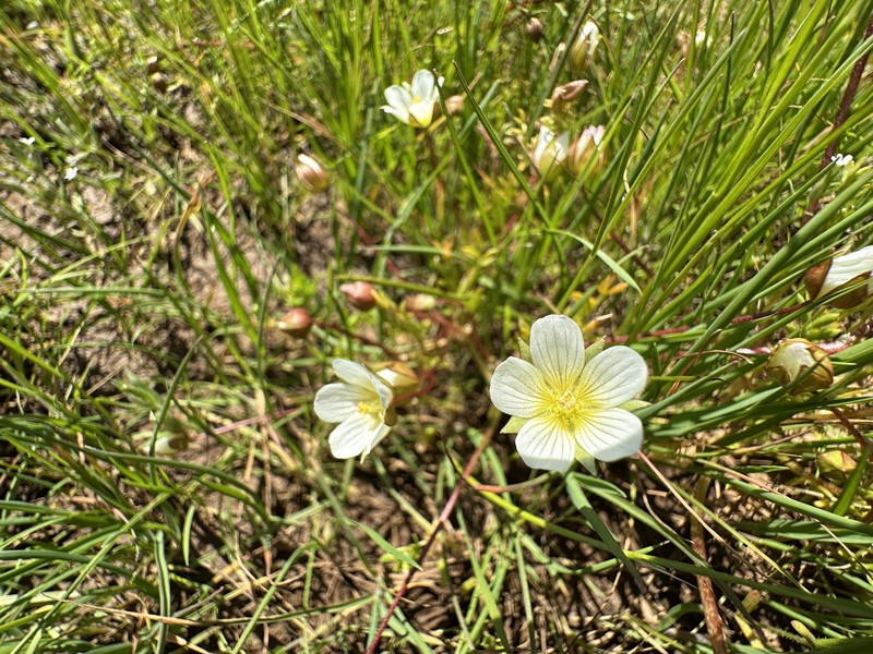 Limnanthes pumila subsp. pumila