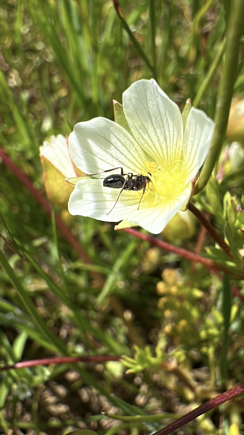 Limnanthes pumila subsp. pumila photo 2